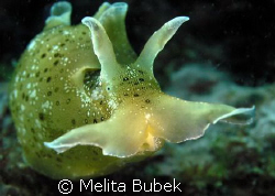 Slug Aplysia punctata//f 7,1, 1/60s // June 08, Fiesa, Sl... by Melita Bubek 